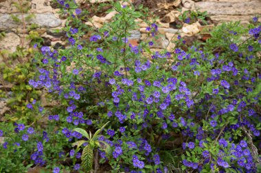 Bahçedeki güzel çiçekler