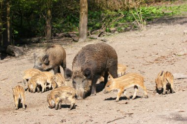 Ormandaki bir grup genç kahverengi domuz.