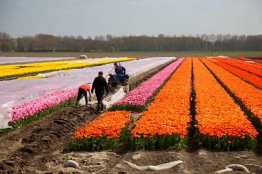 Hollanda 'da, çiçek tarlasında çalışan insanların manzarası
