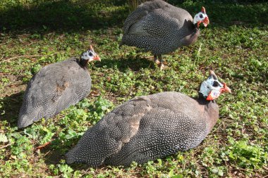 Bir grup beyaz ve kahverengi hindi ot yiyor.