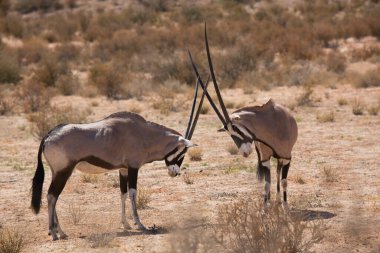 Gemsbok sürüsü ya da Güney Afrika antilobu, Afrika antilobu ceylanı Kalahari çölündeki kuru otların arasında yürüyor ve otluyor.