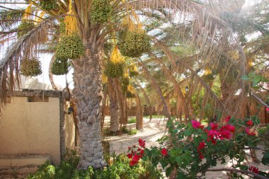 Çöldeki palmiye ağaçlarının manzarası