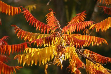 Sonbahar yaprakları, sonbahar bitkileri