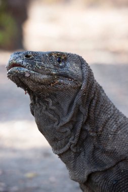 Komodo ejderhasının doğal ortamdaki yakın çekimi.