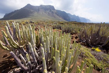 Kaktüslü volkan vadisi manzarası
