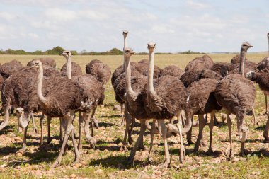 Bir grup genç devekuşu, Struth Camelus açık düzlüklerde birlikte yürüyorlar.