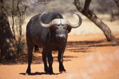 Afrika ya da Cape Buffalo boğası, syncerus caffer, Karoo çölünde kum ve savanada yürüyor.