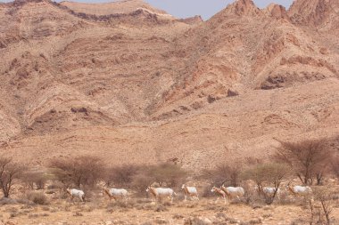 Palamut boynuzlu antilop sürüsü, Oryx dammah, Sahra Çölü 'ndeki korkunç önlüklerin arasında yürüyorlar.