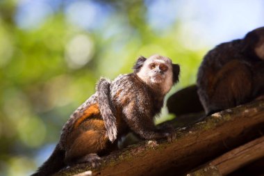 Beyaz başlı ya da kıvrık kulaklı marmoset, Callithrix Geoffroyi, bir dala dikiş atıyor.