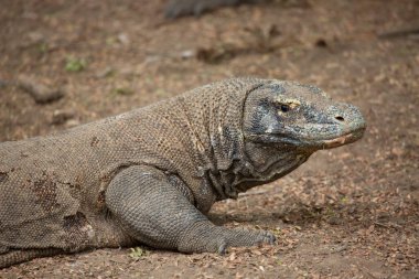 Komodo ejderhasının doğal ortamdaki yakın çekimi.