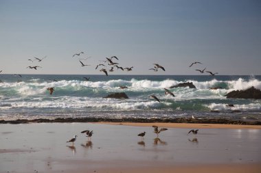 Sabahları sahilde martı ve martı sürüsü.
