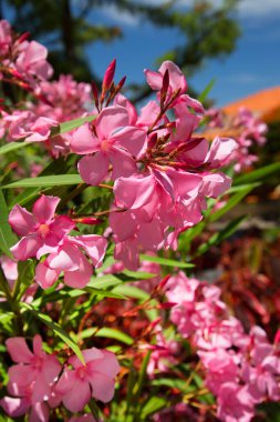 Bahçede çiçek açan zakkum çiçekleri