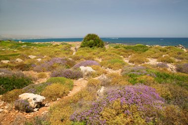 Deniz kıyısının güzel manzarası