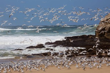 Daha büyük ibikli kırlangıçlar sürüsü