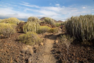 Volkan vadisi bitkileriyle volkanik manzara
