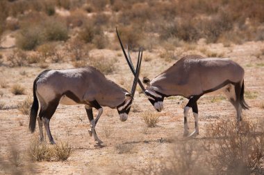 Gemsbok sürüsü ya da Güney Afrika antilobu, Afrika antilobu ceylanı Kalahari çölündeki kuru otların arasında yürüyor ve otluyor.