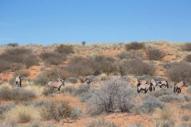 Gemsbok sürüsü ya da Güney Afrika antilobu, Afrika antilobu ceylanı Kalahari çölündeki kuru otların arasında yürüyor ve otluyor.