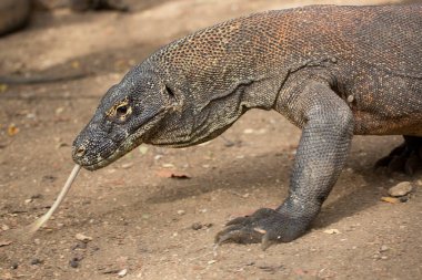 Komodo ejderhasının doğal ortamdaki yakın çekimi.