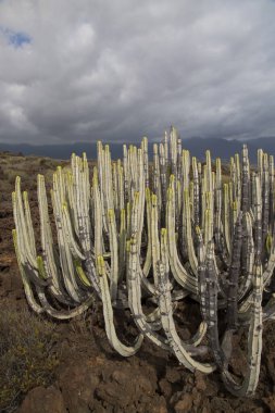 Kaktüs bitkileriyle volkanik vadi manzarası