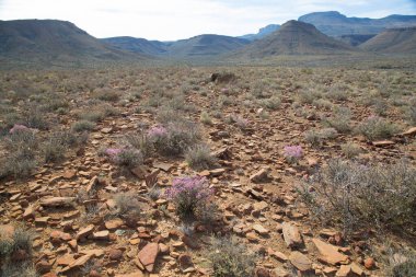 Muhteşem dağları olan güzel bir manzara.
