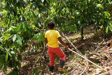 Kakao tohumu toplayan kadın, seyahat çekimi.