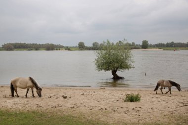 Hollanda kıyıları boyunca başıboş gezen vahşi Konik atları sürüsü.