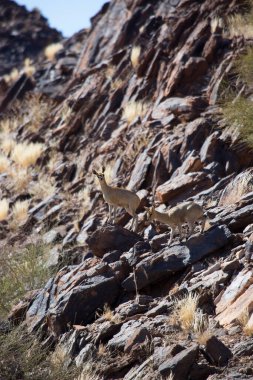 Yaygın yaban domuzu, Phacochoerus africanus