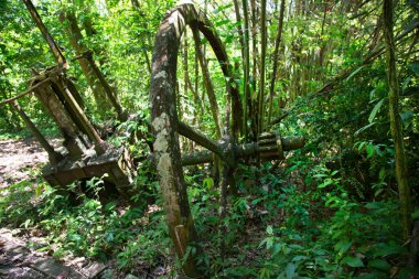 Ormanın güzel bir manzarası.