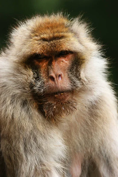野生の環境でかわいい猿 — ストック写真