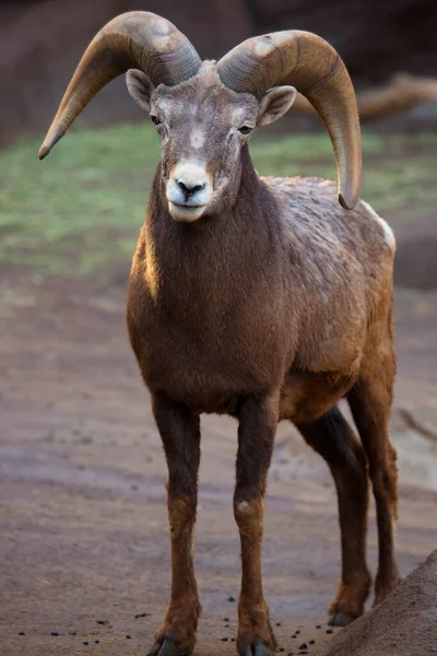 Közelkép Férfi Fej Bighorn Juhok Ovis Canadensis — Stock Fotó