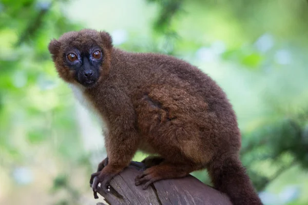 Monkey Jungle — Stock Photo, Image