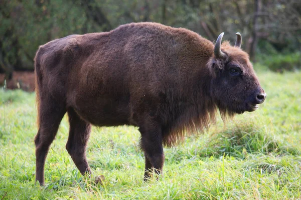 Bilge ya da Avrupalı bizon, bizon bonasus yeşil bir çayırda orman kenarında yürüyor.