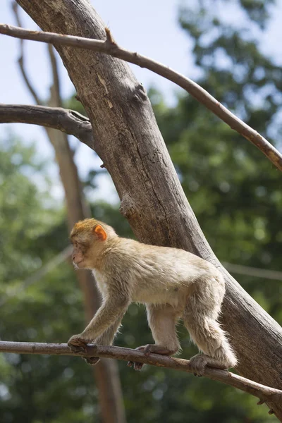 Macaco Floresta — Fotografia de Stock