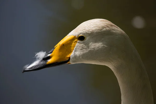 Cisne Branco Lago — Fotografia de Stock
