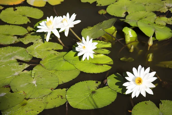 Belas Flores Lótus Branco Lagoa — Fotografia de Stock