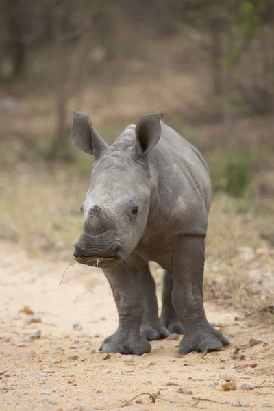 Vitelo Bebê Rinoceronte Branco Lábios Quadrados Ceratotherium Simum Olhando Alertado — Fotografia de Stock