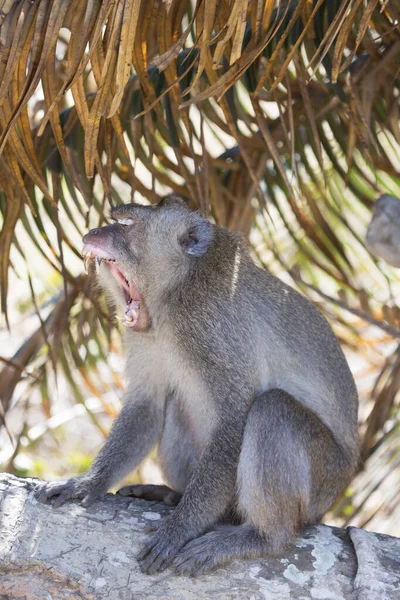 Portrait Nervous Yawning Crab Eating Long Tailed Macaque Macaca Fascicularis — Stock Photo, Image