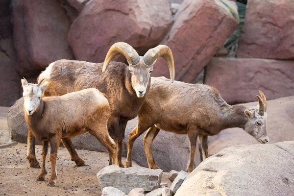 Hayvanat bahçesindeki genç keçilerin yakın plan fotoğrafı.
