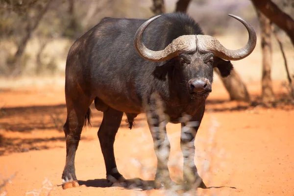 Afrika ya da Cape Buffalo boğası, syncerus caffer, Karoo çölünde kum ve savanada yürüyor.
