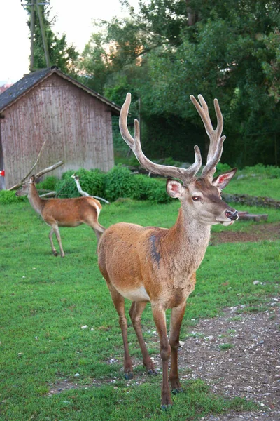 View Deer Wild — стоковое фото