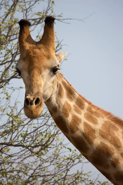 Syn Giraff Vilda Djur Afrika — Stockfoto