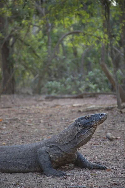 Komodo ejderhasının doğal ortamdaki yakın çekimi.
