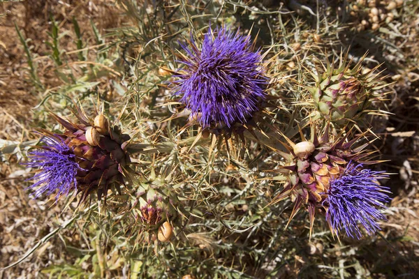 Thistle Λουλούδια Στον Κήπο — Φωτογραφία Αρχείου