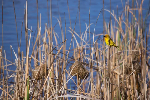 Cape Weaver, Ploceus capensis