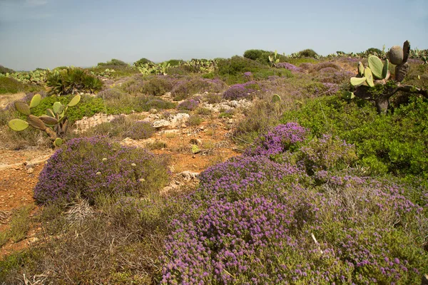 Dağlarda güzel çiçekler