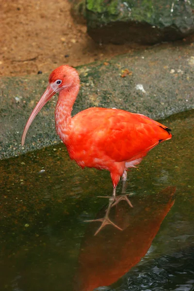 Rode Flamingo Het Water — Stockfoto