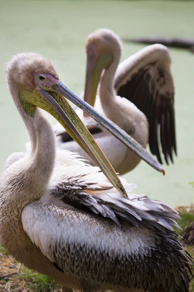Nehir Üzerindeki Pelikanlar Pelecanus Onocrotalus — Stok fotoğraf