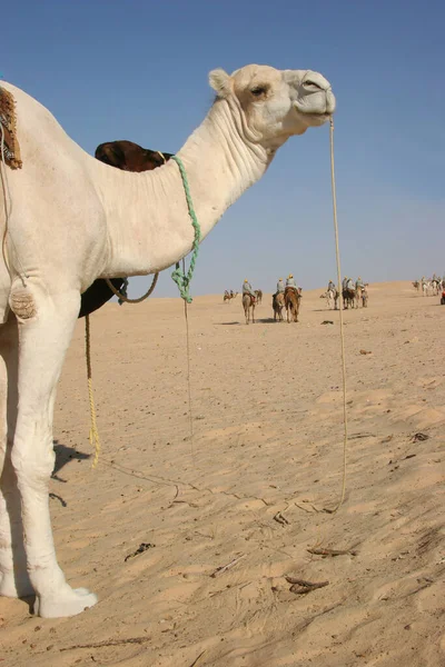 Çölde develerin üzerinde gezen insanların manzarası.