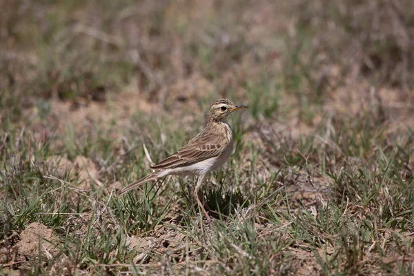 Pájaro Una Rama Arbusto — Foto de Stock