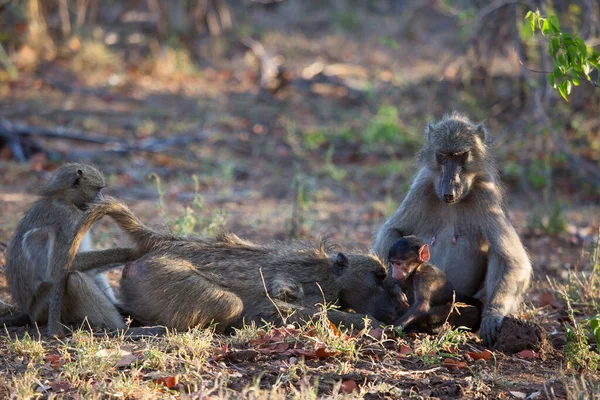 野生环境中可爱的狒狒 — 图库照片